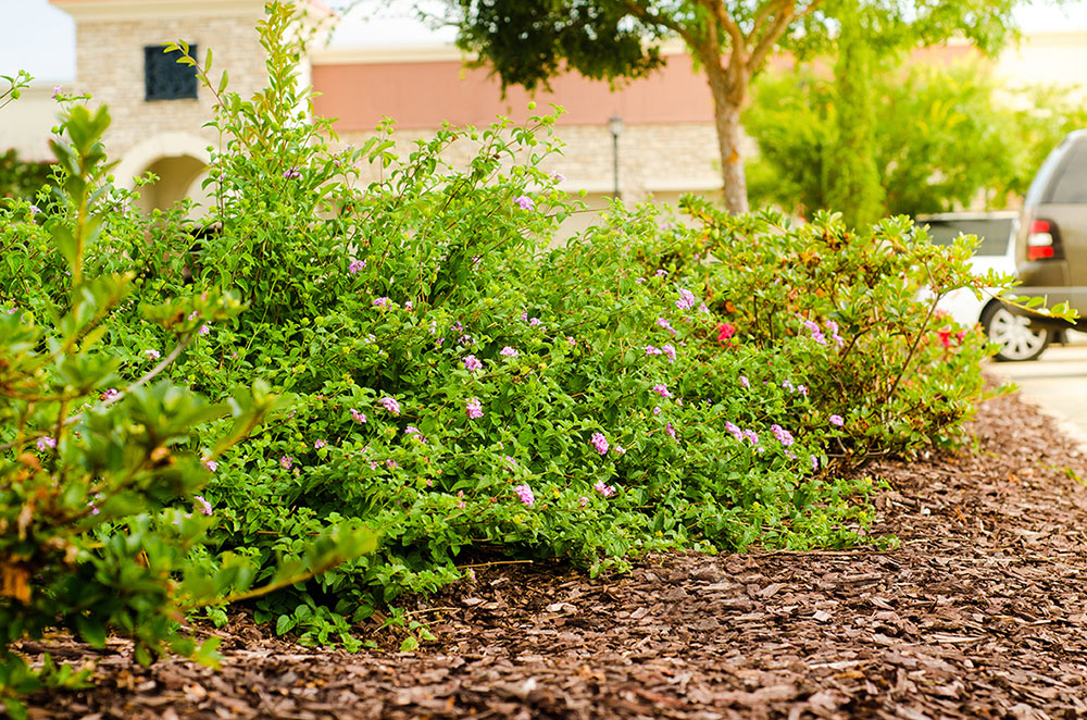 Landry's Landscape Portfolio